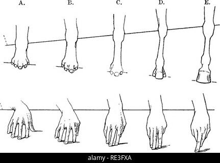 Horse foot evolution pictured with human hands as comparison.