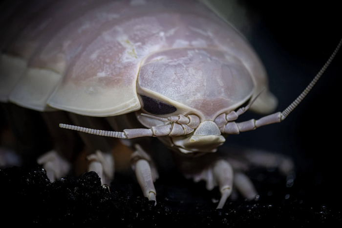 giant-deep-sea-isopod-tr22-0014.webp