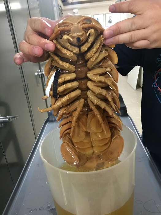 the-giant-isopod-found-in-the-deep-seas-and-is-an-example-v0-2g2e6mufbmda1.webp