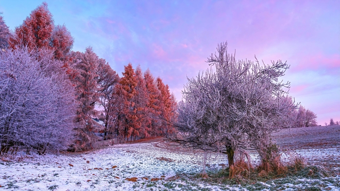 winter-forest-3840x2160-18161.thumb.jpg.401cda3075a8faddca08d81c2e128436.jpg