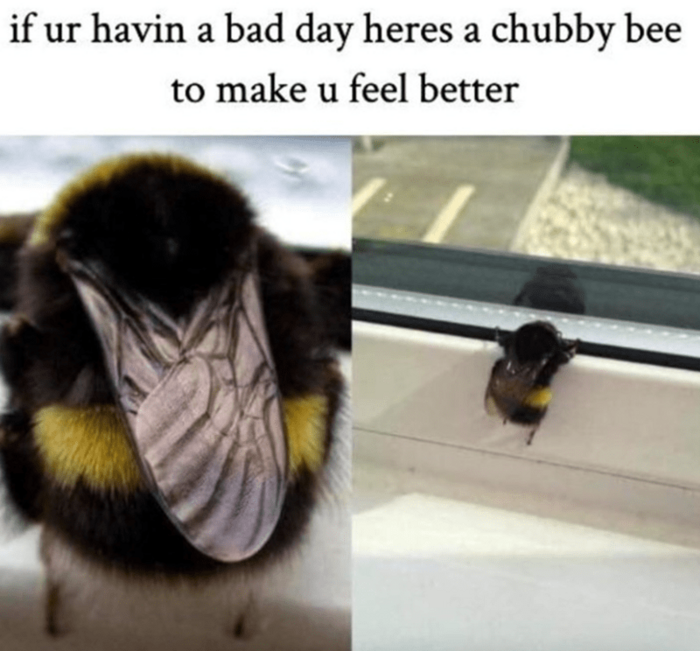 if-ur-havin-bad-day-heres-chubby-bee-make-u-feel-better.thumb.png.9de9ddb8b89bcce50558fbebac4f81ae.png