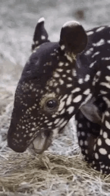 IMG_0232.gif.35771f34cf351f206208128a1e0673c0.gif
