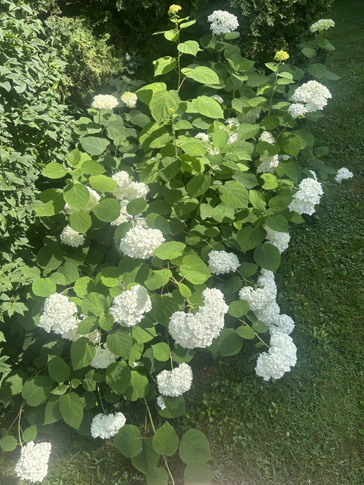IMG_5979.jpeg