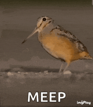 meep-meep-bird.gif.4c27decc22731738960405a9b78c3672.gif