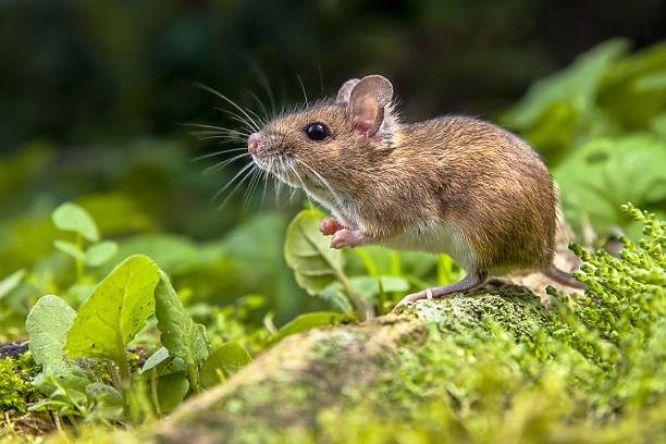wood-mouse-on-root-of-tree.jpg.b1aee8d207584b88967e7895387322ee.jpg