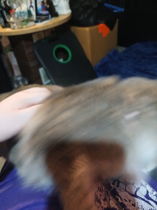 20250723_212138.thumb.jpg.2786390e604eff71fe1adc40cd7514fa.jpg