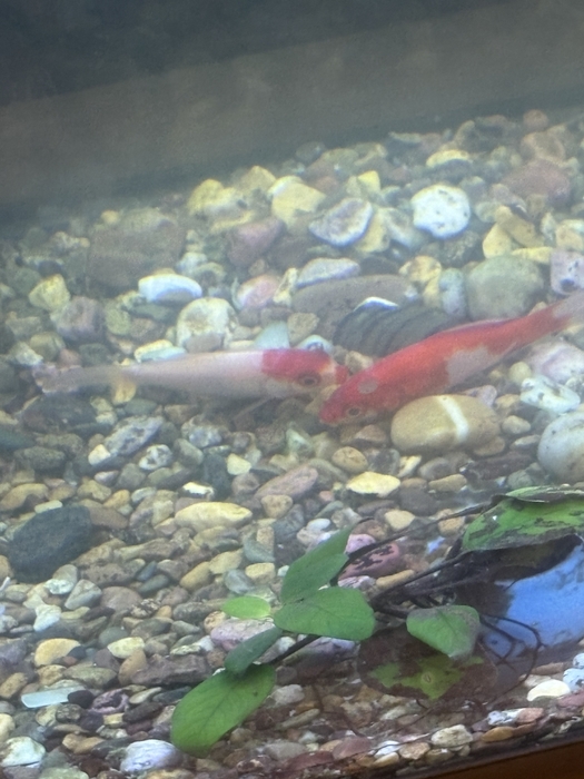 IMG_5047.thumb.jpeg.13adb89b376e7ac5f8f5fd5db642608f.jpeg
