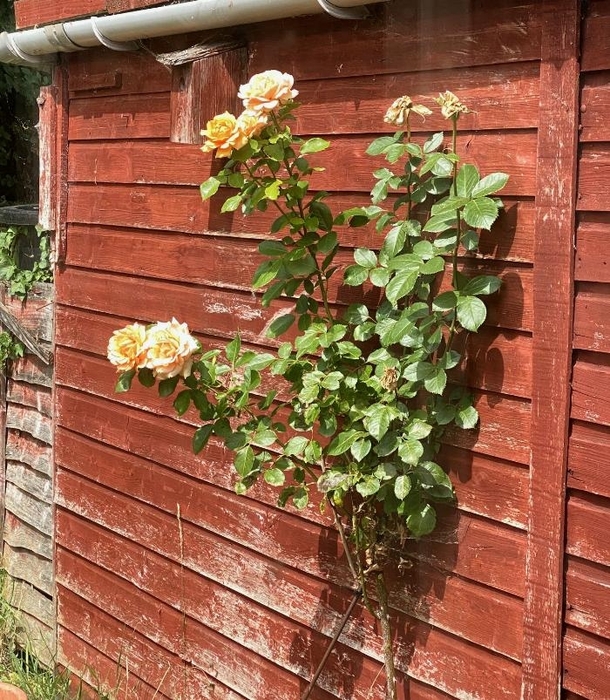 RosesJuly-25.thumb.jpg.aa36df9afcdad7c9f71073ca6126b2ae.jpg