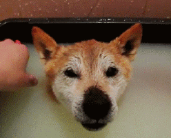 image.gif.0beb132488f77f999da9b9ee2961849a.gif