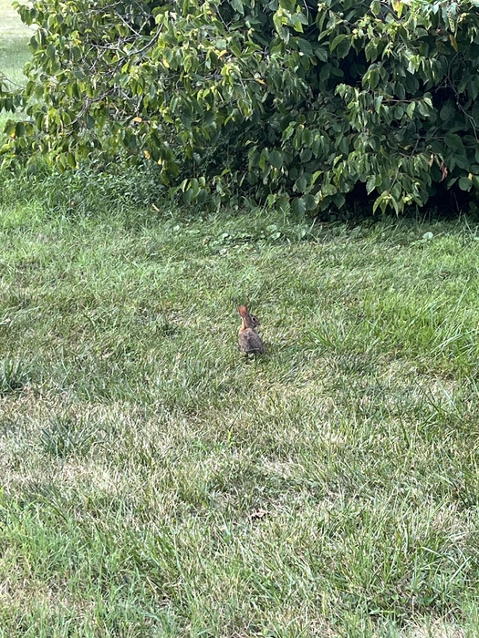 image.thumb.jpeg.320ec2c06060ec9b4150deaa5d85e381.jpeg