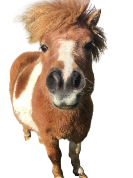 ponyreal.png