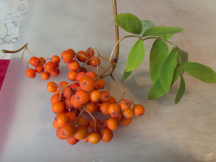 rowan-berries01.jpg