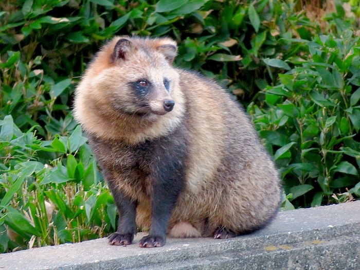 960px-Tanuki_in_Higashiyama_Zoo_-_2.thumb.jpg.154df09852b3b80731a01011c25733b0.jpg