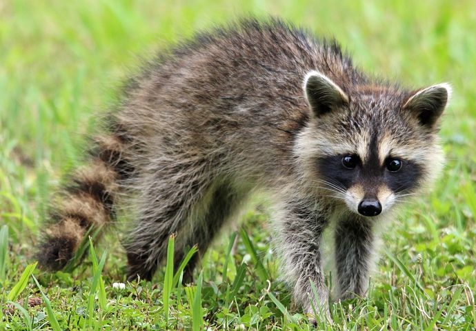 raccoon-1905528__480.jpg.dd2dfdb204587f80ede18fbc60a34795.jpg