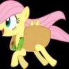 FlutterTaco