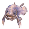 Mr.Fish