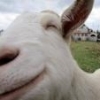 TheHappyGoat