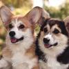 Corgis